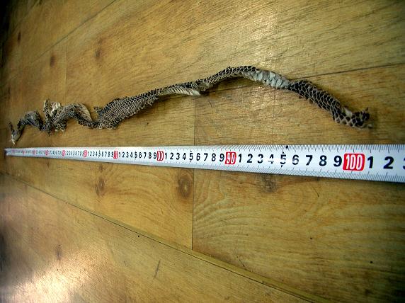 �o�����@�r�������@����ҁ`