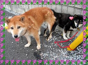 �o�����@�r�������@����ҁ`