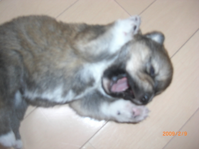 �o�����@�r�������@����ҁ`