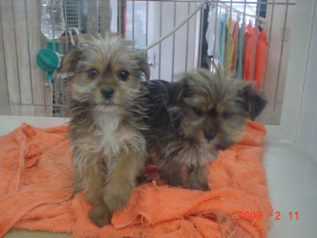 �o�����@�r�������@����ҁ`