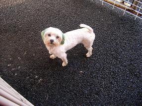 �o�����@�r�������@����ҁ`