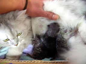 �o�����@�r�������@����ҁ`