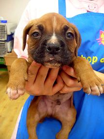 �o�����@�r�������@����ҁ`