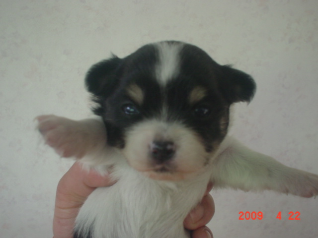 �o�����@�r�������@����ҁ`