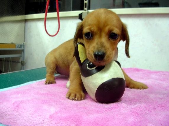 �o�����@�r�������@����ҁ`