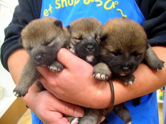 �o�����@�r�������@����ҁ`