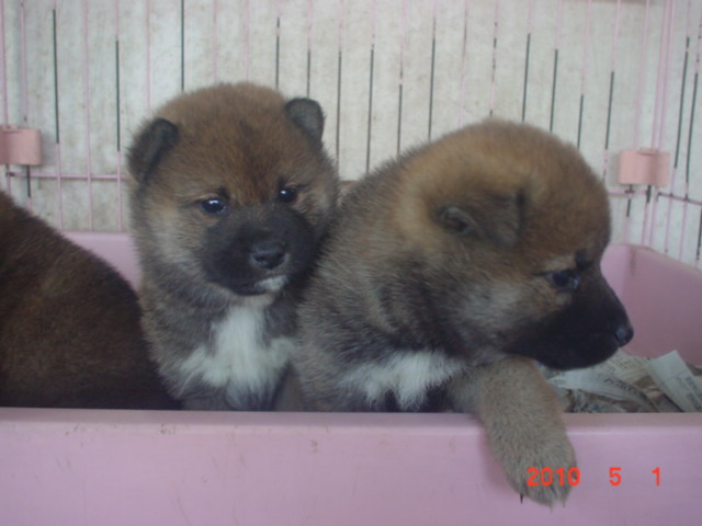 �o�����@�r�������@����ҁ`