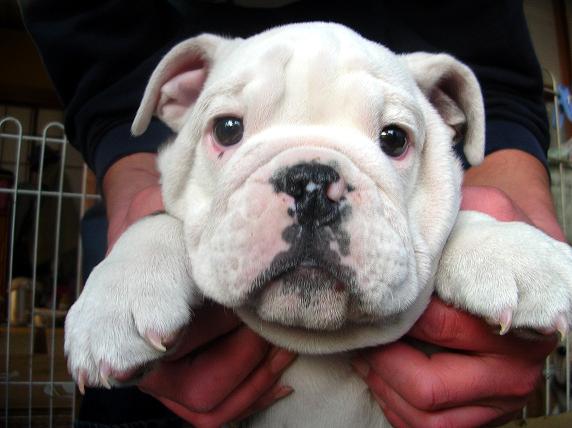 �o�����@�r�������@����ҁ`