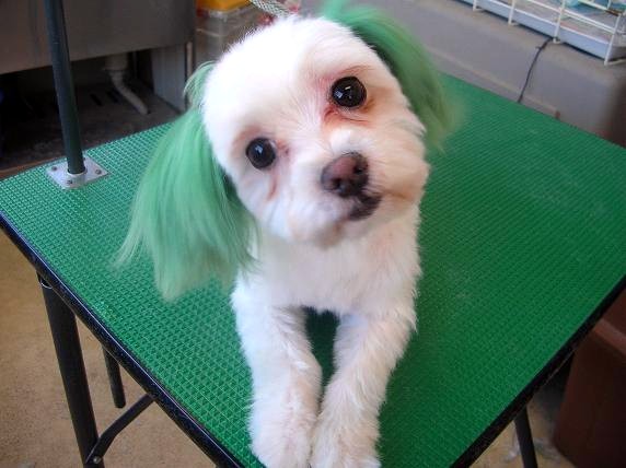 �o�����@�r�������@����ҁ`