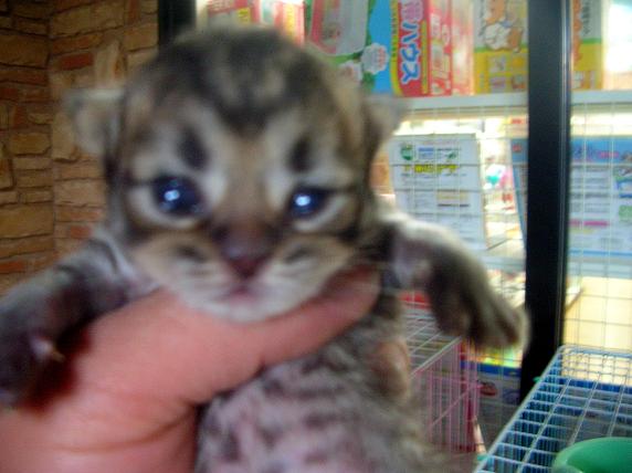 �o�����@�r�������@����ҁ`