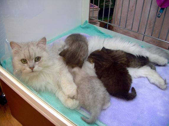 �o�����@�r�������@����ҁ`