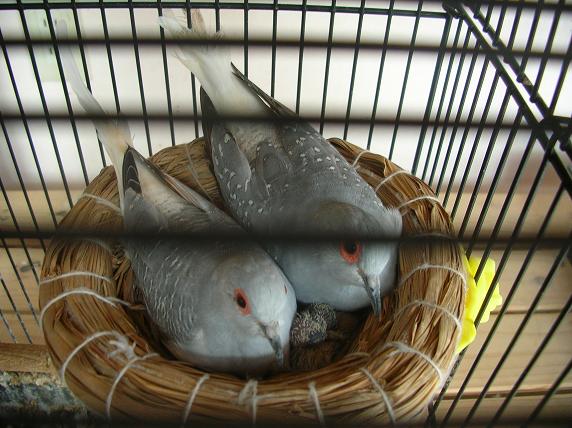 �o�����@�r�������@����ҁ`