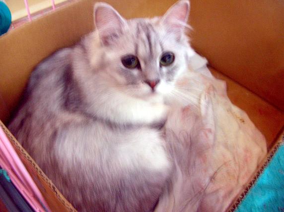 �o�����@�r�������@����ҁ`