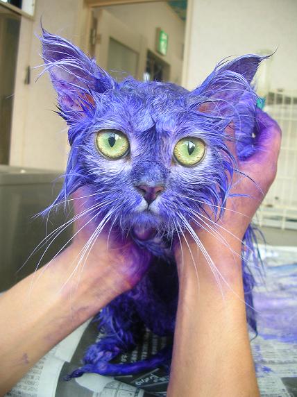 �o�����@�r�������@����ҁ`