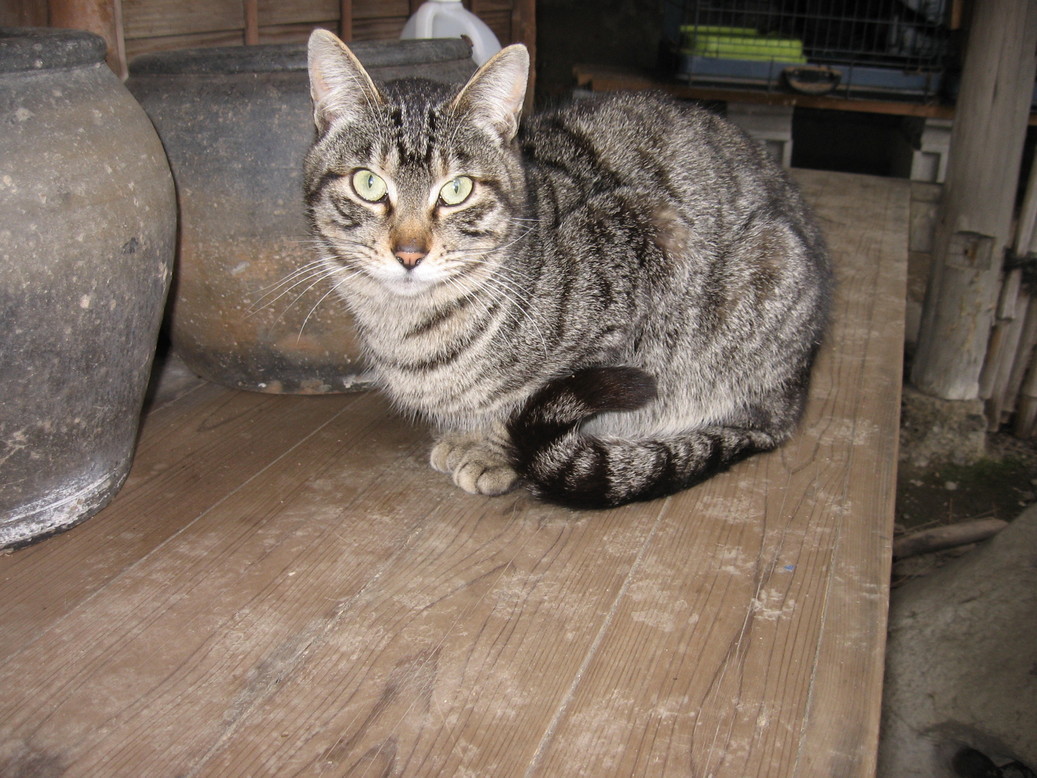 ���̊X�@�p�\�R���N���j�b�N�@����˂���