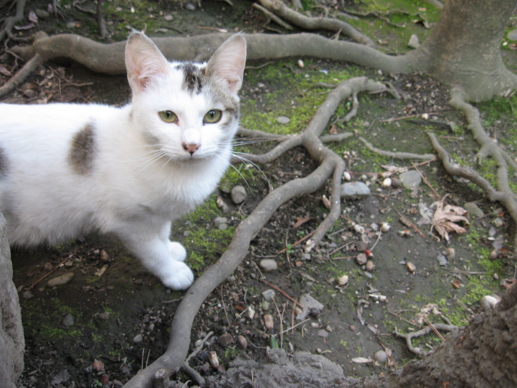 ���̊X�@�p�\�R���N���j�b�N�@����˂���