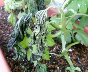 ���[�����~�[�@�ۂ�ۂ�