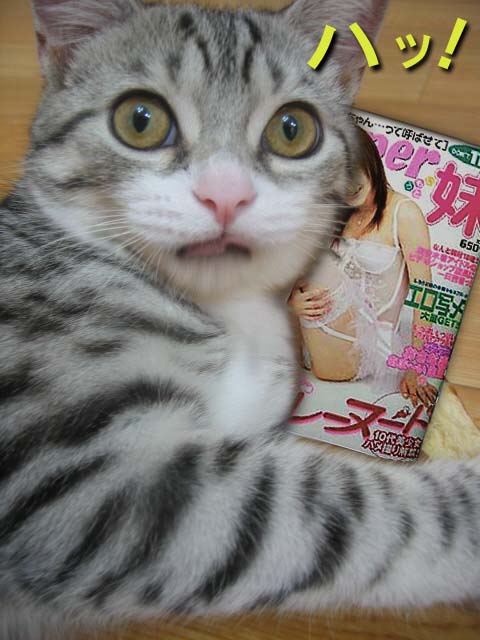 ���W�R���w���R�v�^�[