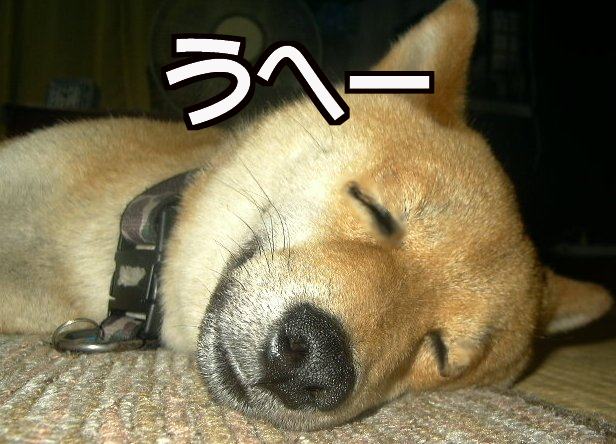 ���W�R���w���R�v�^�[