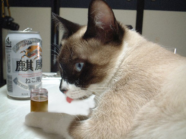 ���W�R���w���R�v�^�[