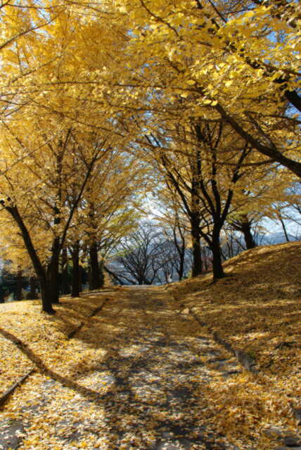 ���W�R���w���R�v�^�[