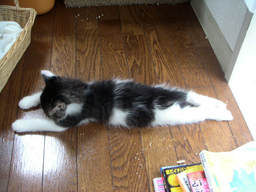 ���W�R���w���R�v�^�[