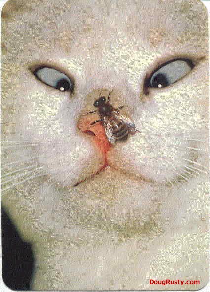 ���W�R���w���R�v�^�[