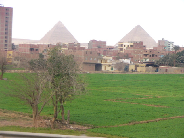 �����E�w�͂̃G�W�v�g�n�R��