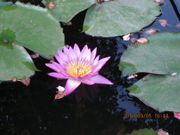 �O�\�H�̂��킲��