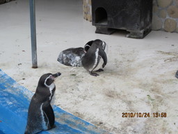 �O�\�H�̂��킲��