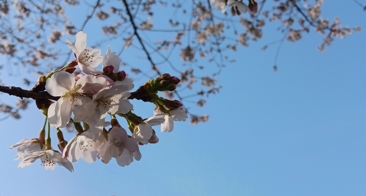 ���J�ł��B�i�Ђ܂Ԃ��j