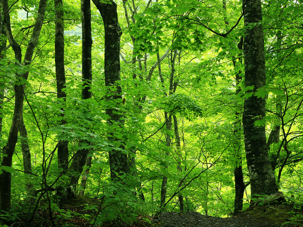 ���Î��u�T�����vweb�y�[�W