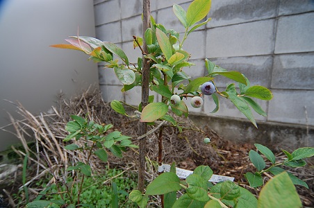 ���Î��u�T�����vweb�y�[�W