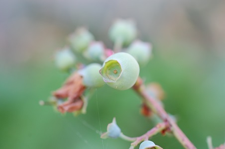 ���Î��u�T�����vweb�y�[�W