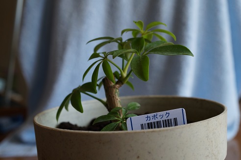 ���Î��u�T�����vweb�y�[�W