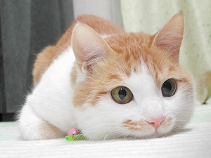 ���Î��u�T�����vweb�y�[�W