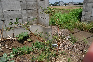 ���Î��u�T�����vweb�y�[�W