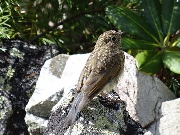 ���Î��u�T�����vweb�y�[�W