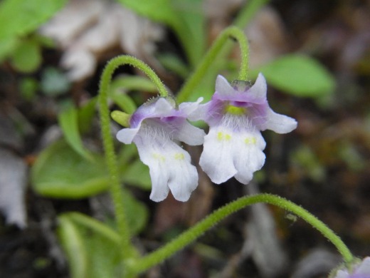 ���Î��u�T�����vweb�y�[�W