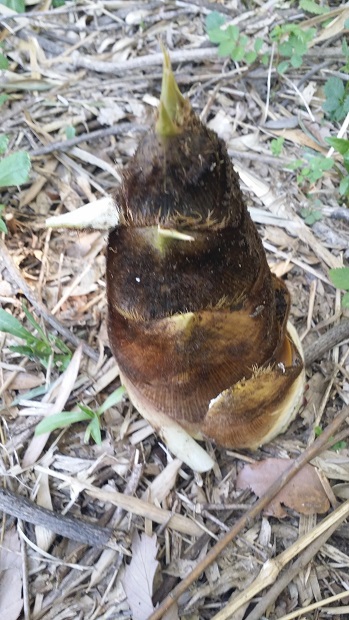 ���Î��u�T�����vweb�y�[�W