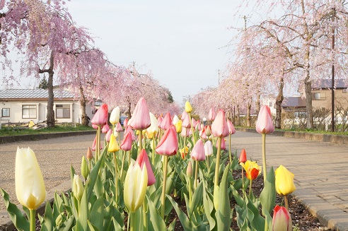 ���Î��u�T�����vweb�y�[�W