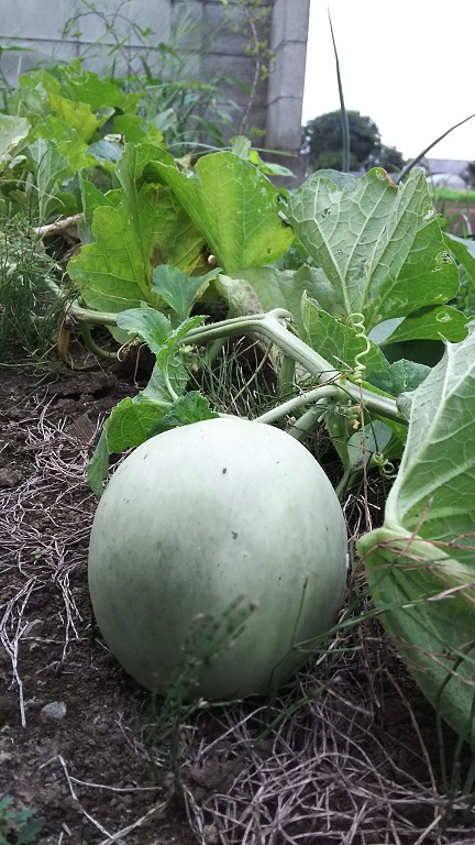 ���Î��u�T�����vweb�y�[�W