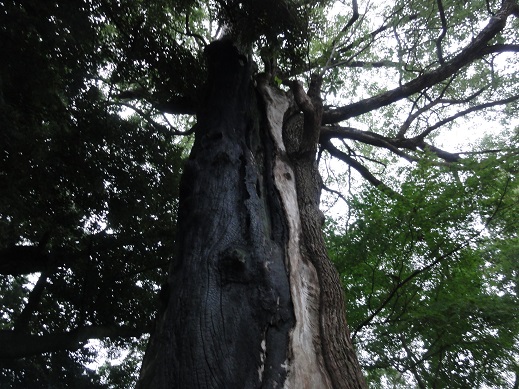 ���Î��u�T�����vweb�y�[�W