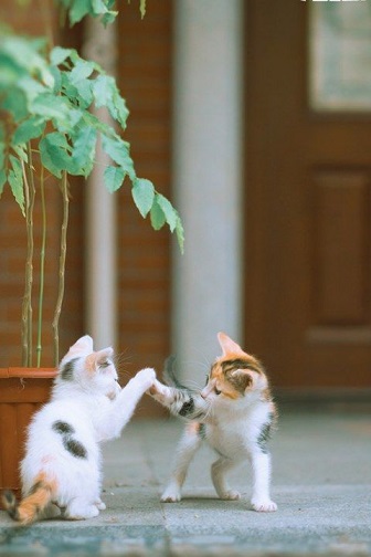 ���Î��u�T�����vweb�y�[�W