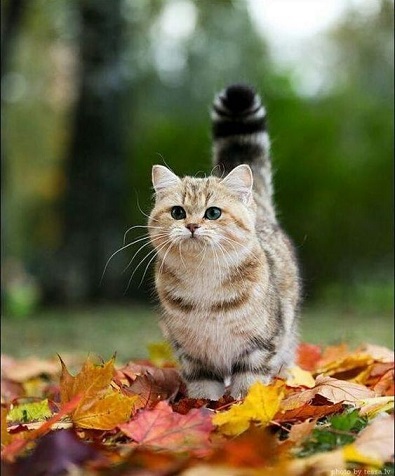 ���Î��u�T�����vweb�y�[�W