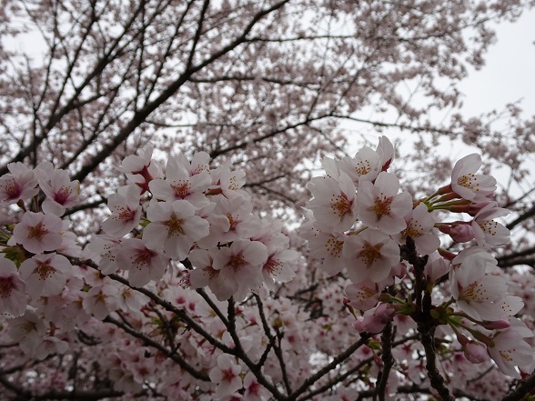 ���Î��u�T�����vweb�y�[�W