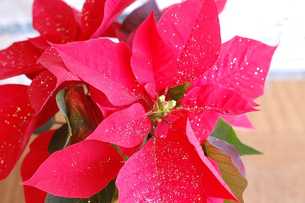 ���Î��u�T�����vweb�y�[�W