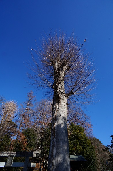 ���Î��u�T�����vweb�y�[�W