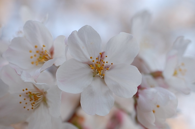 ���Î��u�T�����vweb�y�[�W