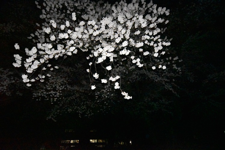 ���Î��u�T�����vweb�y�[�W